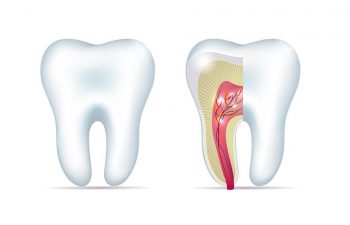 Illustration of the outer and inner layer of a tooth